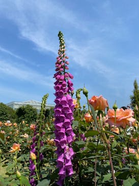浜名湖花博2024に投稿された画像（2024/4/28）