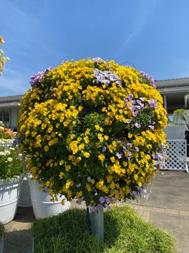 浜名湖花博2024に投稿された画像（2024/4/28）