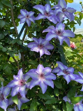 浜名湖花博2024に投稿された画像（2024/4/28）