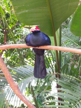 神戸どうぶつ王国に投稿された画像（2024/4/28）