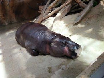 神戸どうぶつ王国に投稿された画像（2024/4/28）