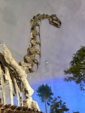 福井県立恐竜博物館に投稿された画像（2024/4/28）