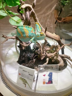 NIFREL（ニフレル）に投稿された画像（2024/4/28）