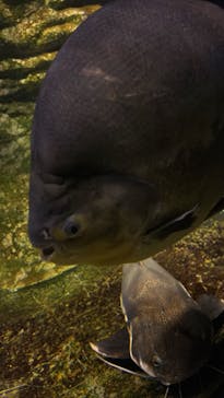 カワスイ 川崎⽔族館に投稿された画像（2024/4/28）