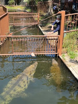 熱川バナナワニ園に投稿された画像（2024/4/28）