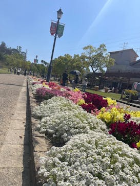 淡路ファームパーク イングランドの丘に投稿された画像（2024/4/28）