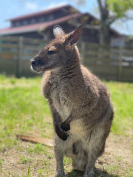 淡路ファームパーク イングランドの丘に投稿された画像（2024/4/28）