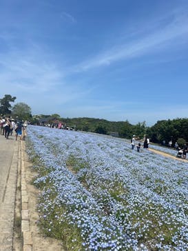 淡路ファームパーク イングランドの丘に投稿された画像（2024/4/28）