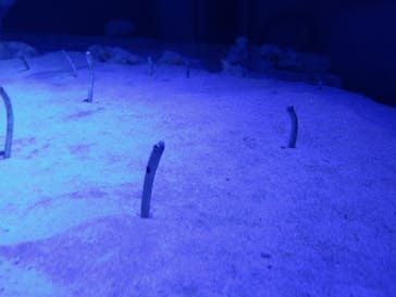 竹島水族館に投稿された画像（2024/4/28）