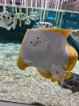 NIFREL（ニフレル）に投稿された画像（2024/4/28）