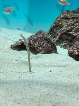 アクアワールド茨城県大洗水族館に投稿された画像（2024/4/28）