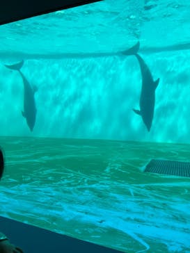 しながわ水族館に投稿された画像（2024/4/28）