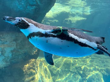 アクアワールド茨城県大洗水族館に投稿された画像（2024/4/28）