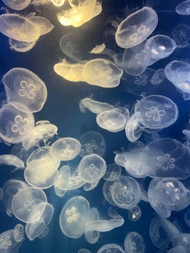 鴨川シーワールドに投稿された画像（2024/4/28）