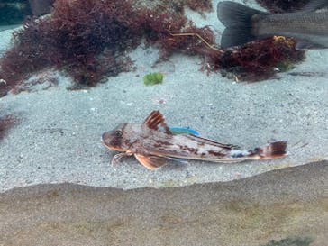 環境水族館アクアマリンふくしまに投稿された画像（2024/4/28）