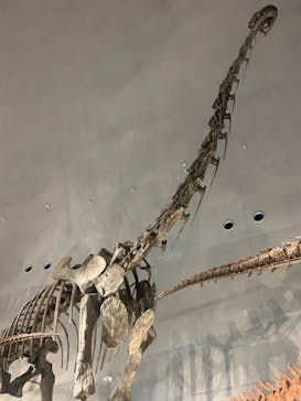 福井県立恐竜博物館に投稿された画像（2024/4/28）