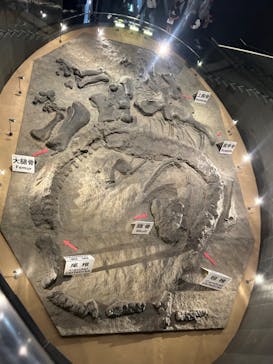 福井県立恐竜博物館に投稿された画像（2024/4/28）