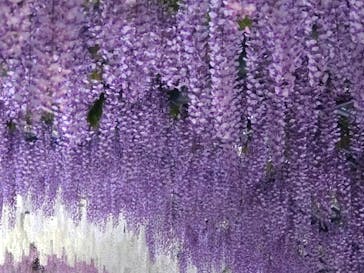 浜名湖花博2024に投稿された画像（2024/4/28）