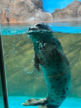しながわ水族館に投稿された画像（2024/4/28）