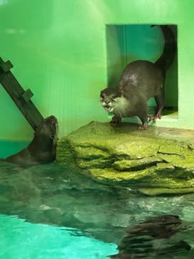 しながわ水族館に投稿された画像（2024/4/28）