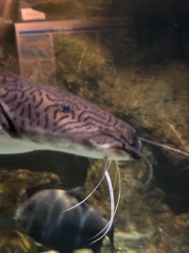 しながわ水族館に投稿された画像（2024/4/28）