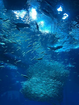アクアワールド茨城県大洗水族館に投稿された画像（2024/4/28）