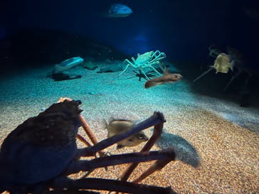 アクアワールド茨城県大洗水族館に投稿された画像（2024/4/28）