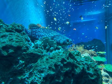 アクアワールド茨城県大洗水族館に投稿された画像（2024/4/28）
