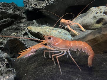 アクアワールド茨城県大洗水族館に投稿された画像（2024/4/28）