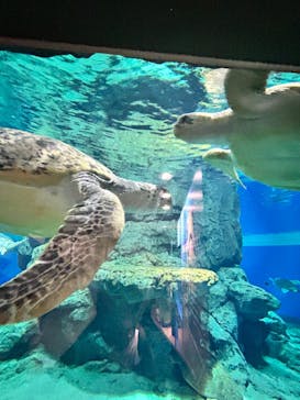 名古屋港水族館に投稿された画像（2024/4/28）