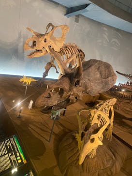 福井県立恐竜博物館に投稿された画像（2024/4/28）