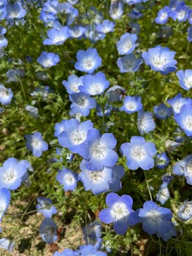 浜名湖花博2024に投稿された画像（2024/4/28）