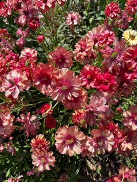 浜名湖花博2024に投稿された画像（2024/4/28）