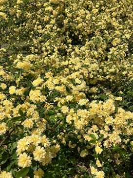 ぎふワールド・ローズガーデンに投稿された画像（2024/4/28）