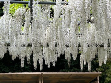 浜名湖花博2024に投稿された画像（2024/4/28）