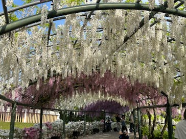 浜名湖花博2024に投稿された画像（2024/4/28）