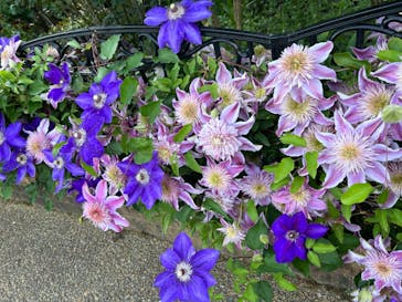 浜名湖花博2024に投稿された画像（2024/4/28）