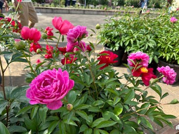 浜名湖花博2024に投稿された画像（2024/4/28）