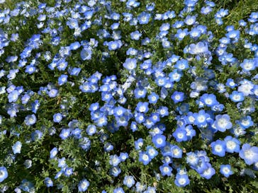 浜名湖花博2024に投稿された画像（2024/4/28）