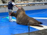 大分マリーンパレス水族館 「うみたまご」に投稿された画像（2024/4/29）