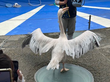 大分マリーンパレス水族館 「うみたまご」に投稿された画像（2024/4/28）