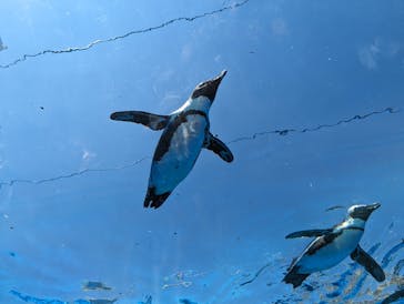 サンシャイン水族館に投稿された画像（2024/4/28）