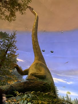 福井県立恐竜博物館に投稿された画像（2024/4/28）