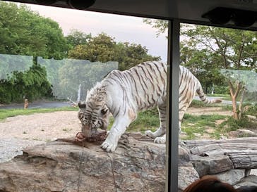 群馬サファリパークに投稿された画像（2024/4/28）