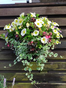 安城産業文化公園デンパークに投稿された画像（2024/4/28）