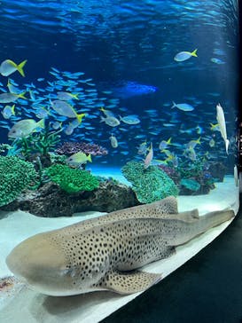 サンシャイン水族館に投稿された画像（2024/4/28）