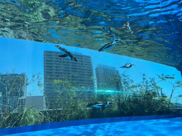 サンシャイン水族館に投稿された画像（2024/4/28）