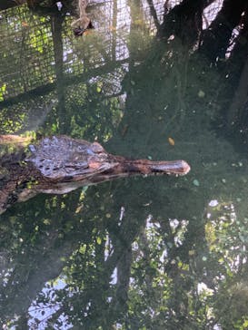 熱川バナナワニ園に投稿された画像（2024/4/28）