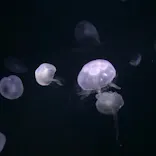 サンシャイン水族館に投稿された画像（2024/4/29）