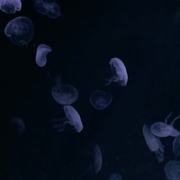 サンシャイン水族館に投稿された画像（2024/4/28）